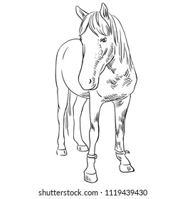 Vector image of an horse on white background. Outline sketch illustration of beautiful horse portrait one line