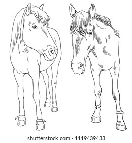 Vector image of an horse on white background. Outline sketch illustration of beautiful horse portrait one line