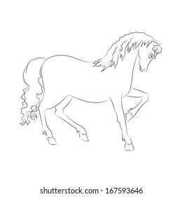 Vector image of an horse on white background