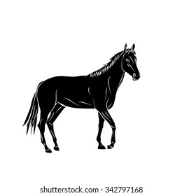 Vector image of an horse on white background