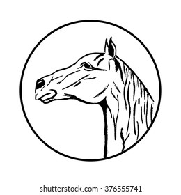 Vector image of an horse on white background