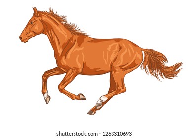 Vector image of a horse running gallop isolated on white background 