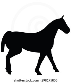 Vector Image - horse silhouette isolated on white background 