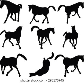 Vector Image - horse silhouette in looking good pose isolated on white background 