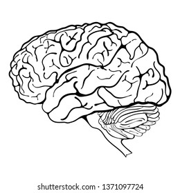 Vector image of a human brain