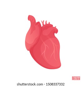 Vector image. Human heart cartoon design.  Anatomical heart. Diagnostic center sign.