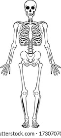 Vector image of a human skeleton