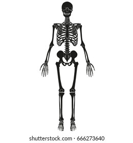 Vector image of human skeleton.