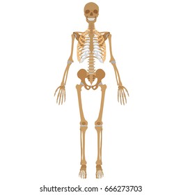 Vector image of human skeleton.