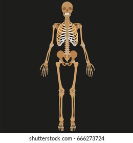 Vector image of human skeleton.