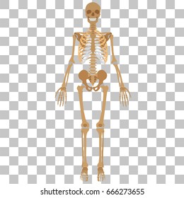 Vector image of human skeleton on a transparent background.