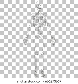 Vector image of human skeleton on a transparent background.