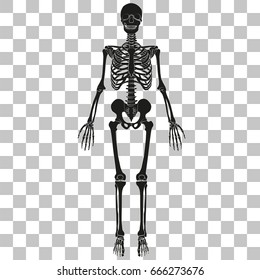 Vector image of human skeleton on a transparent background.