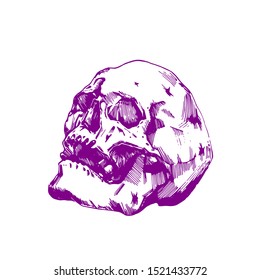 Vector image of human skull isolated sketch