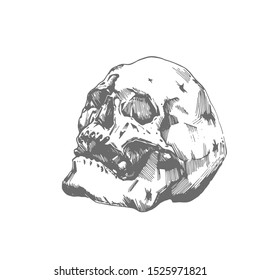 Vector image of human skull isolated sketch