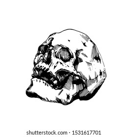 Vector image of human skull isolated sketch