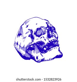 Vector image of human skull isolated sketch