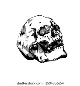 Vector image of human skull isolated sketch