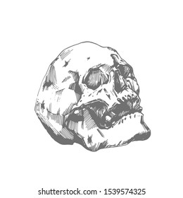 Vector image of human skull isolated sketch