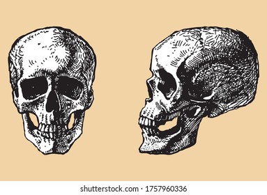 Vector image of human skulls sketches