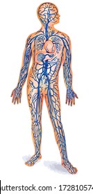 Vector image of the human venous system