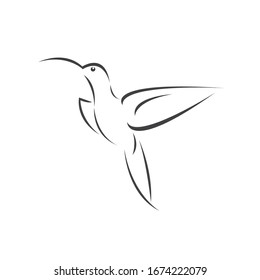 Vector image hummingbird design on white background. icon symbol. Illustrator. Black and White