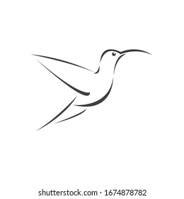 Vector image hummingbird design on white background. icon symbol. Illustrator. Black and White