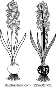 Vektorbild einer Hyazinthe-Blume. Eine Blume mit einer Glühbirne. Frühlingsblumen. Es kann für den Druck, die Werbung, den Druck von Kleidung oder Innenausstattung verwendet werden.