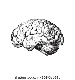 Vector image icon design of the brain, the background of the design is kept white.