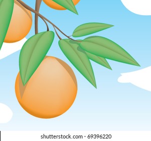 Vector image / Illustration of oranges hanging from a tree with leafs on a bright and sunny day.