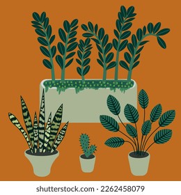 Vector image of indoor plants. Composition of Zamioculcas, Araceae, Sansevieria, Asparagaceae, Marantaceae, Calathea, prayer plants, pike tail, cactus in pots with moss.