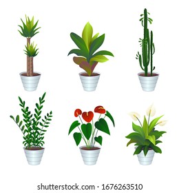 Vector image of indoor plants in pots: spathiphyllum, zamioculcas, cactus, yucca, anthurium. Set of flowers in white pots. A dollar plant and a female happiness. Green foliage.