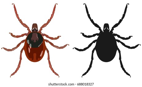 Vector Image Of An Insect Tick And Its Black Silhouette On A White Background.