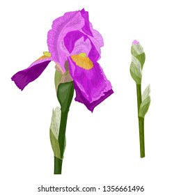 Vector image of iris flower with green stem and unblown bud. Isolated on white background. Elements for fabric design. wallpaper, print.