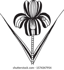 Vector image of an iris flower on a white background. Iris Flower coloring page