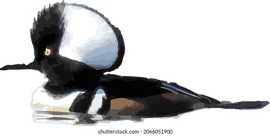 Vector Image of a Isolate Hooded Merganser Waterfowl Duck 