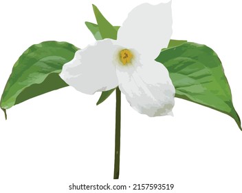 Vector Image Of An Isolate Large Flowered White Trillium Wildflower