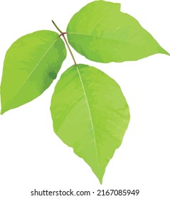 Vector Image of an Isolate Poison Ivy Leaf 
