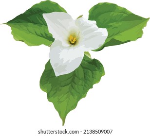Vector Image of an Isolate White Trillium North American Woodland Wildflower