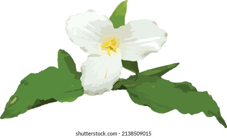 Vector Image Of An Isolate White Trillium North American Woodland Wildflower