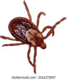 Vector Image Of An Isolated American Dog Tick