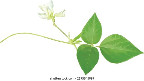 Vector Image of an Isolated Amphicarpaea bracteata (American Hog Peanut) Savanna Wildflower with Vine, Leaf and Flower
