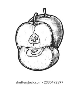 Vektorbild eines isolierten Apfels. Illustration Skizze von geschnittenen Früchten mit Samen. Unterschreiben Sie ein Logo für Lebensmittel, das für Verpackungen oder Botanik-Unterrichtsmaterialien verwendet werden kann. Ernährung für Veganer und Vegetarier