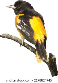 Vektorbild eines isolierten Baltimore-Oriole-Vogels auf einer Zweigstelle 