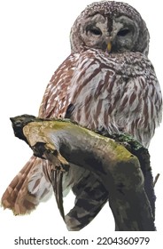 Vector Image of an Isolated Barred Owl (Strix varia)