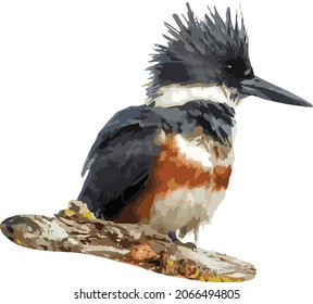 Vector Image of an Isolated Belted Kingfisher Female Bird