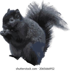 Vector Image of a Isolated Black Squirrel Eating a Nut 