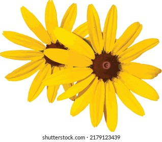 Vector Image of a Isolated Black-Eyed Susan (Rudbeckia hirta) Prairie Wildflower