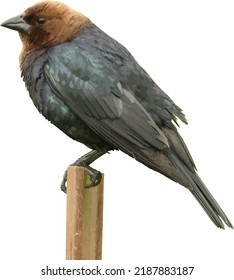 Vector Image of a Isolated Brown Headed Cowbird Bird 
