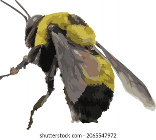 Vector Image of Isolated Bumblebee Bee Insect 